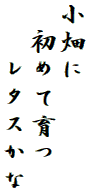 小畑に
　初めて育つ
　　レタスかな