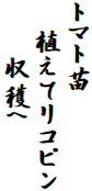 トマト苗
　植えてリコピン
　　収穫へ