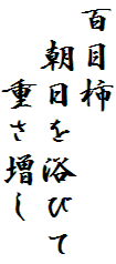 百目柿
　朝日を浴びて
　　重さ増し