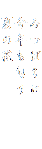 　みつばちに　　　
　今年も匂う　　　
　夏の花　　　　　